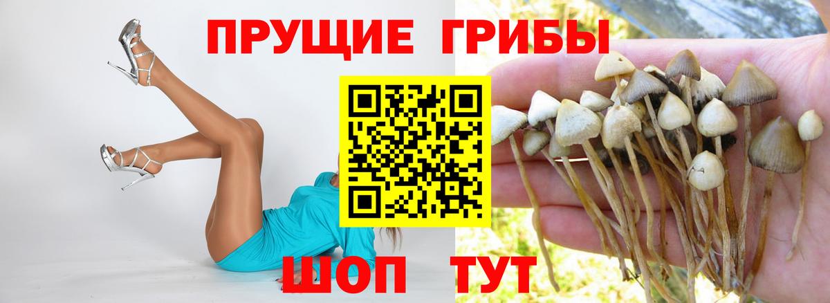 Псилоцибиновые грибы Psilocybe Шатура